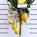 Citrónovník (Citrus limon) ´MEYERI´ - výška 140-150 cm, obvod kmeňa 4/6 cm, kont. C35L